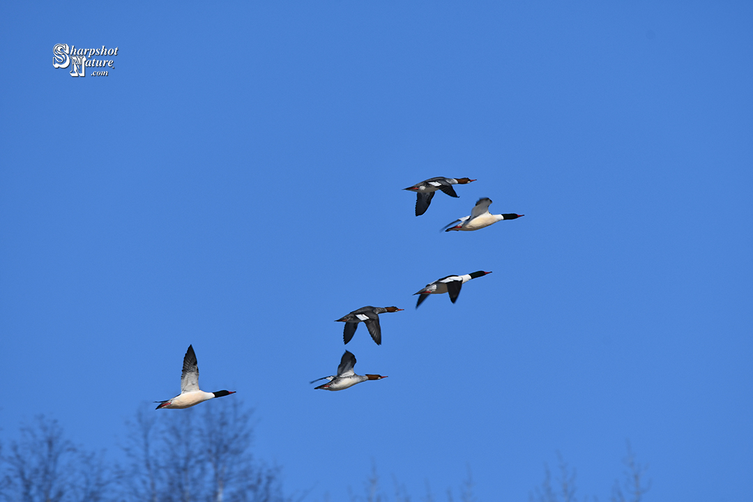 Merganser