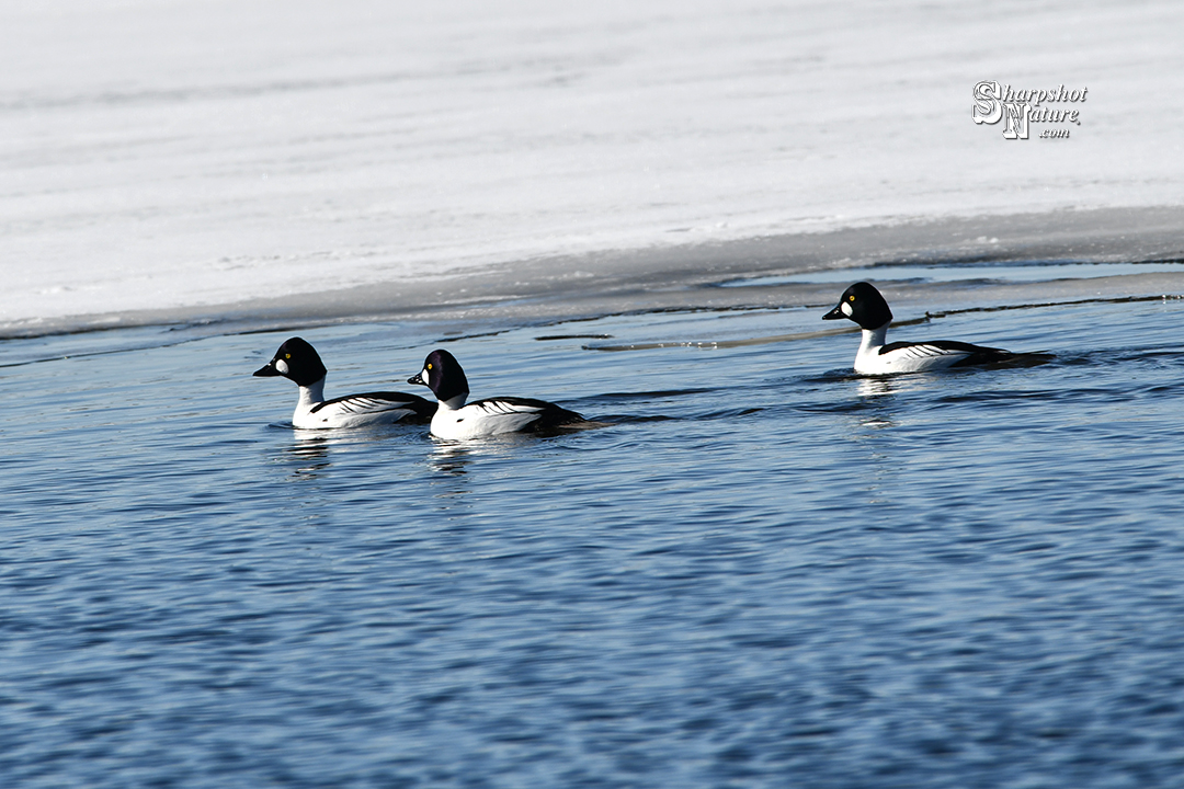 Common Goldeneye