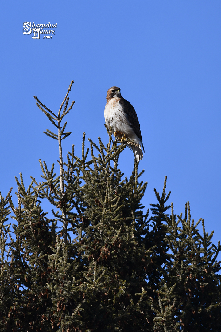 Red-tail Hawk