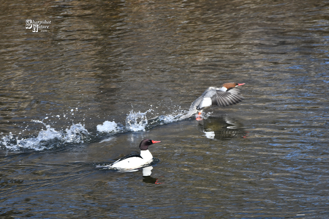 Merganser