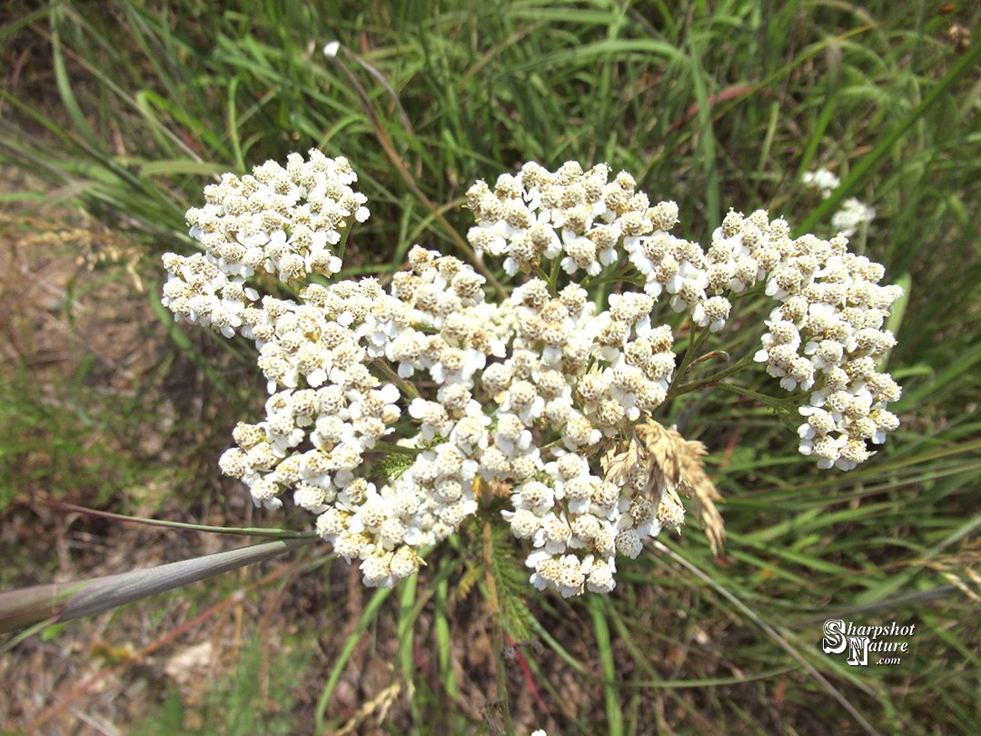 Common Yarrow
