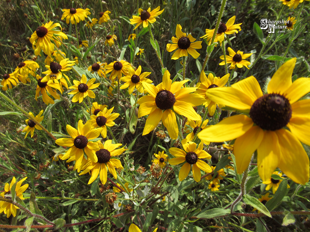 Black-eyed Susan