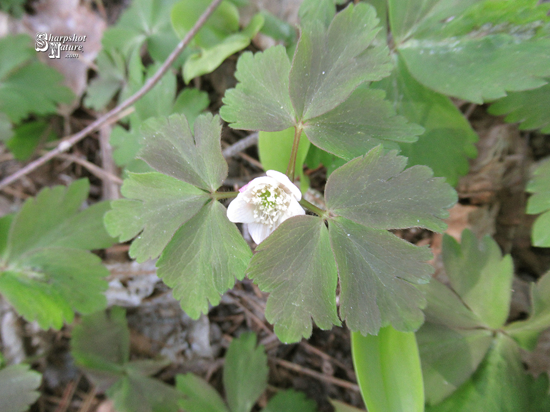 Wood Anemone