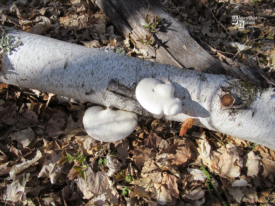 Fungus