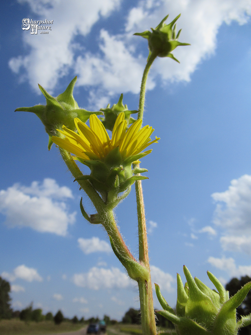 Compass Plant