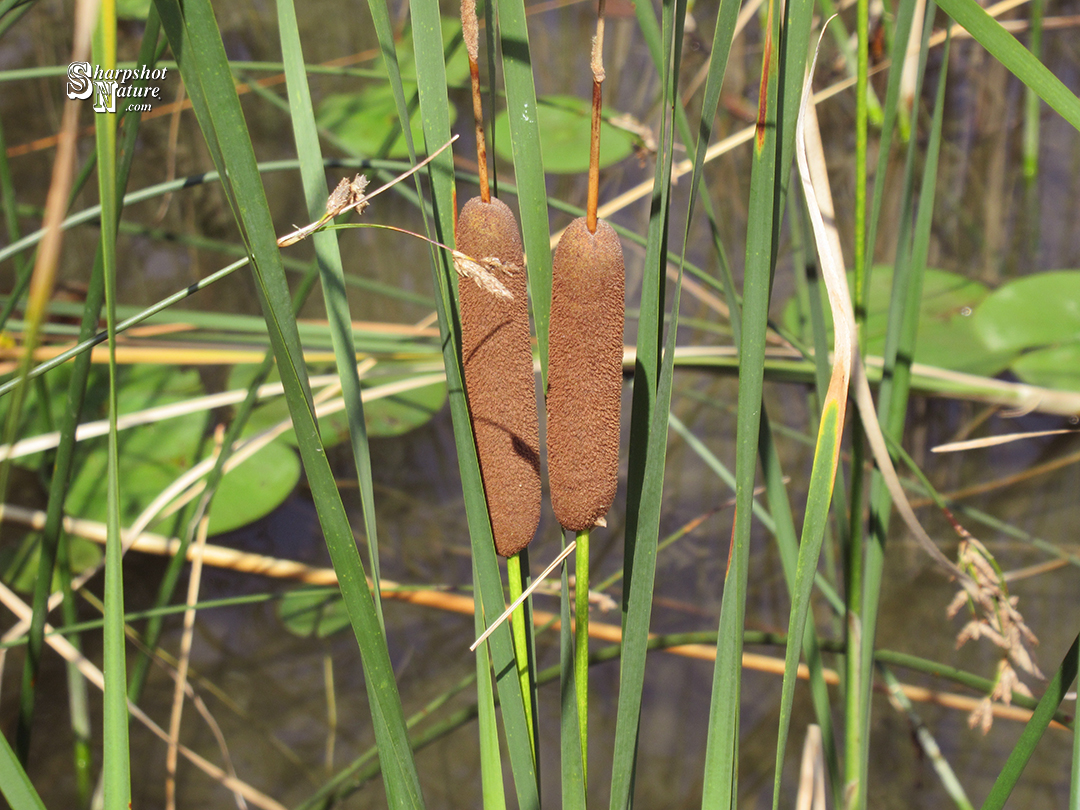 Cattail