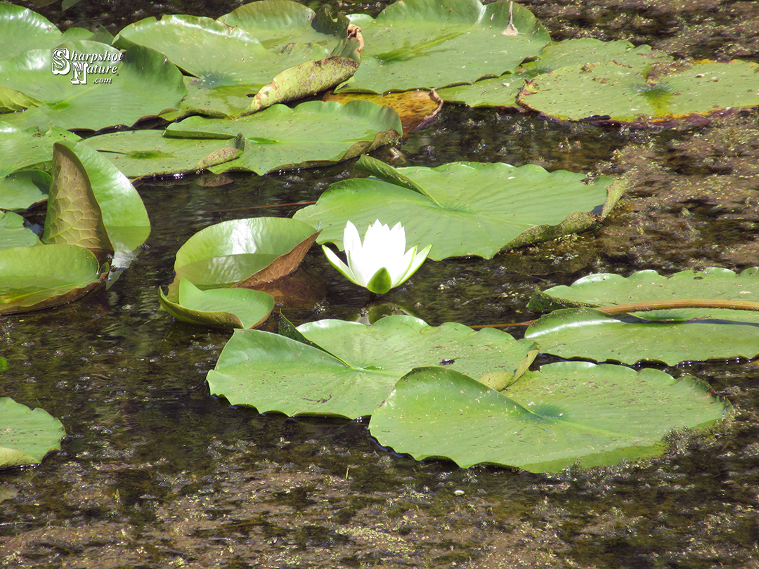 White Water Lily