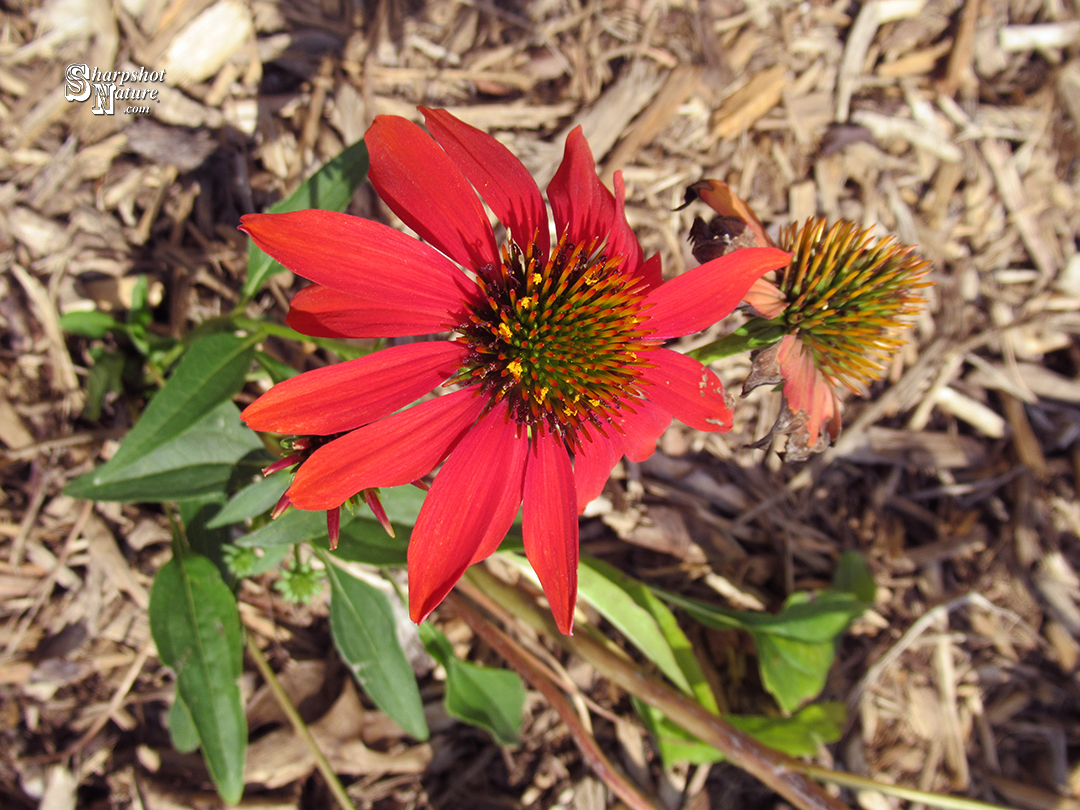 Red Coneflower