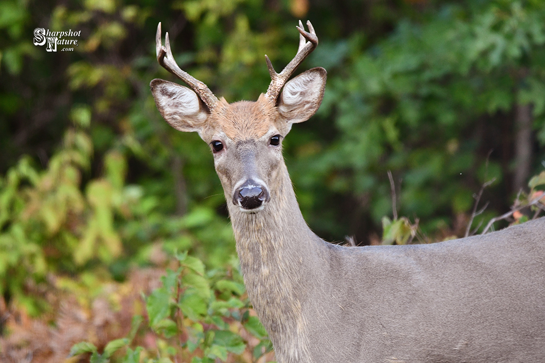 White-tailed Deer