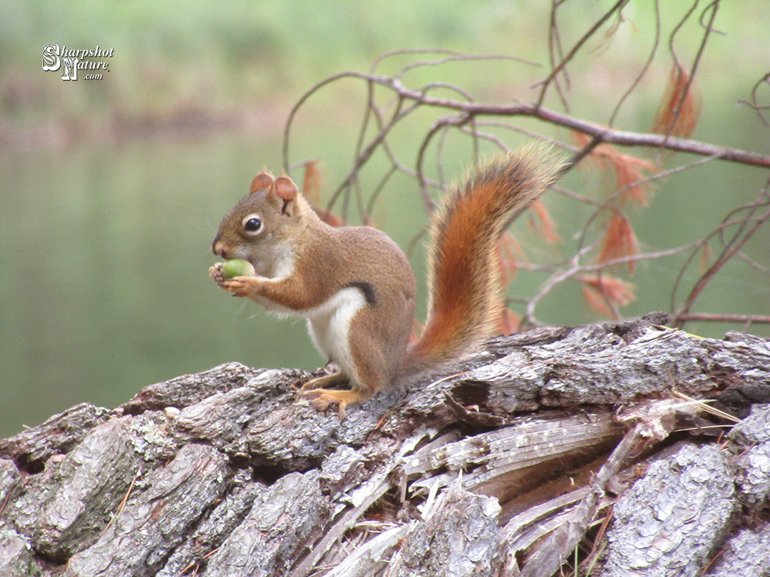 Red Squirrel