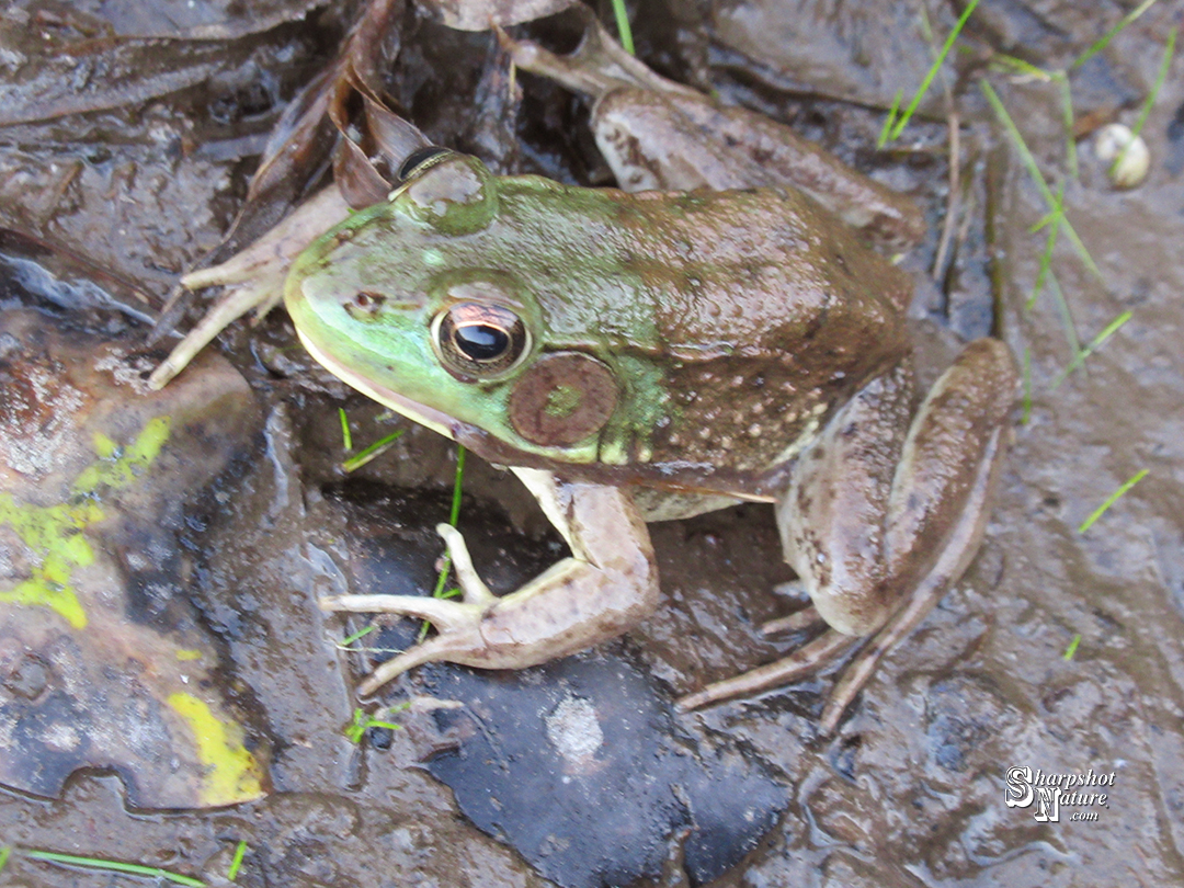 Green Frog