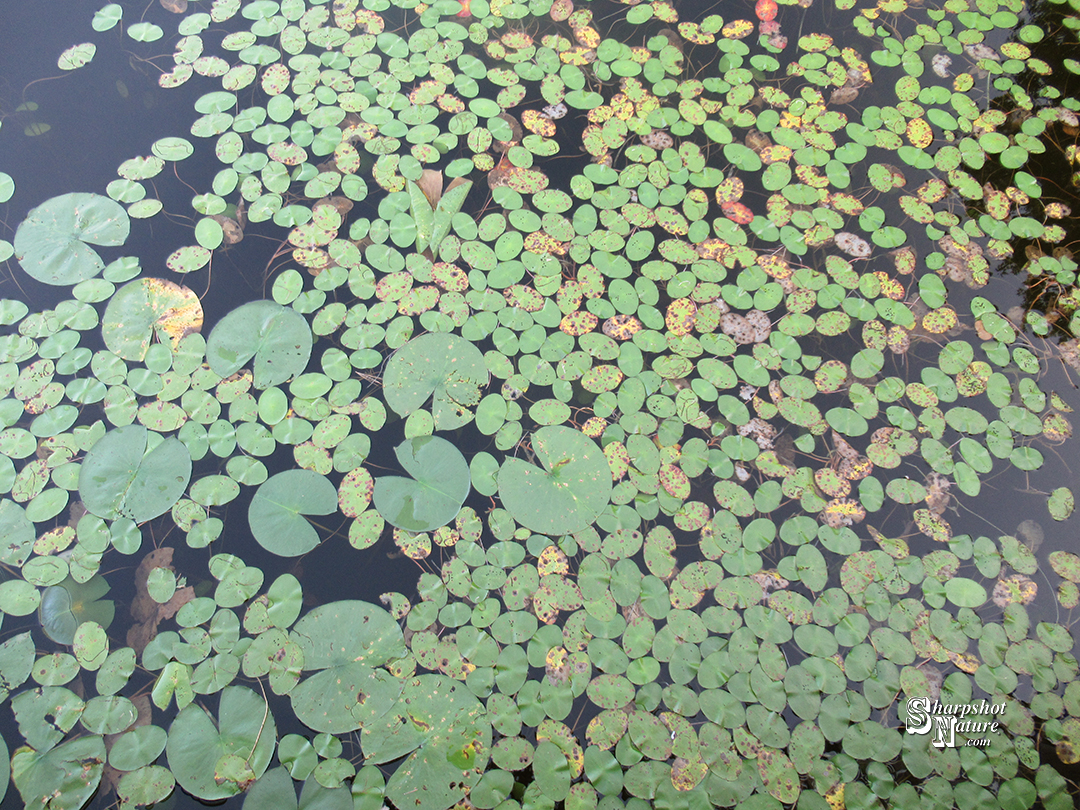 Lily Pad