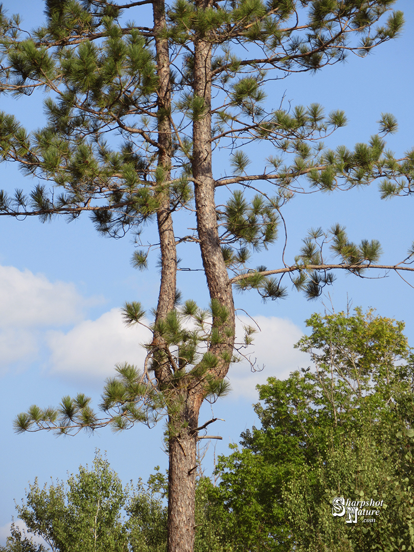 Pine Tree