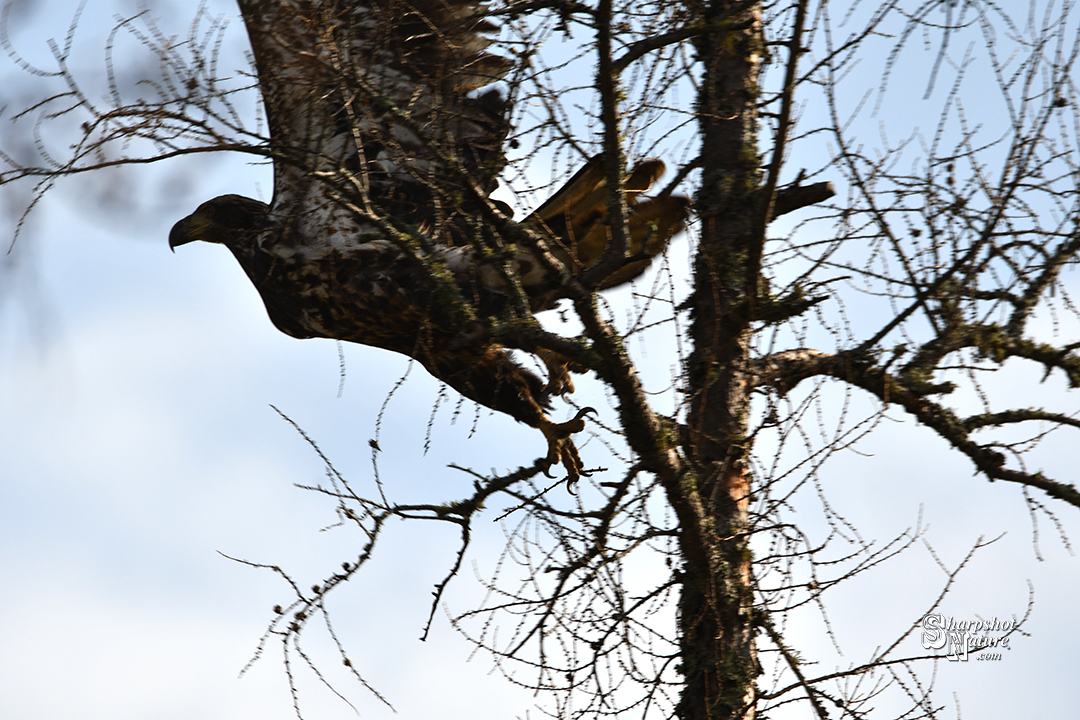 Bald Eagle