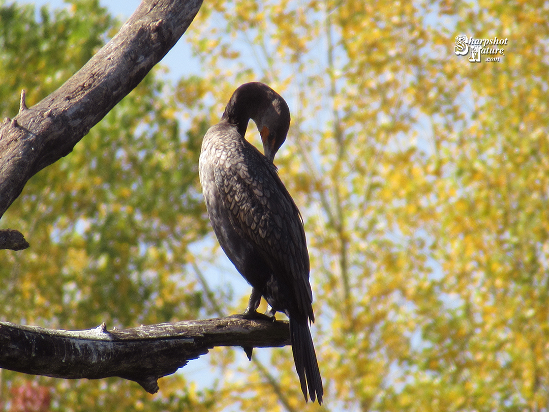 Double-crested Cormorant