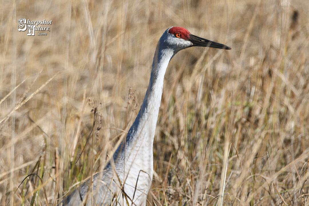 Sandhill Crane