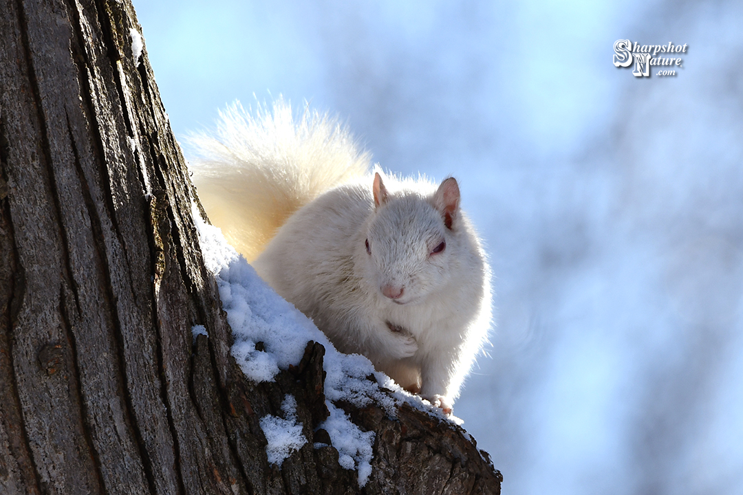 Albino Squirrel