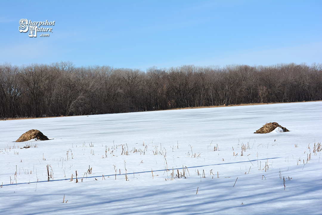 Muskrat Hut