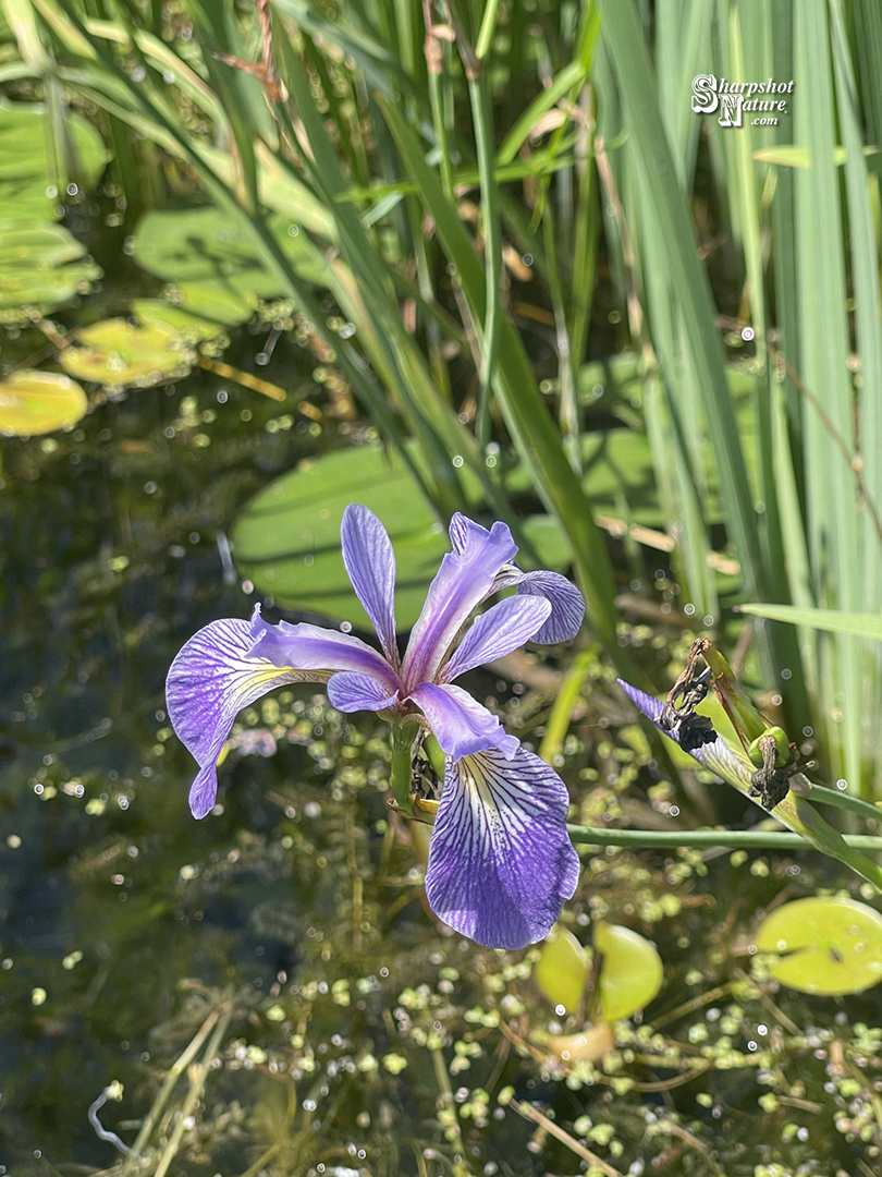 Iris