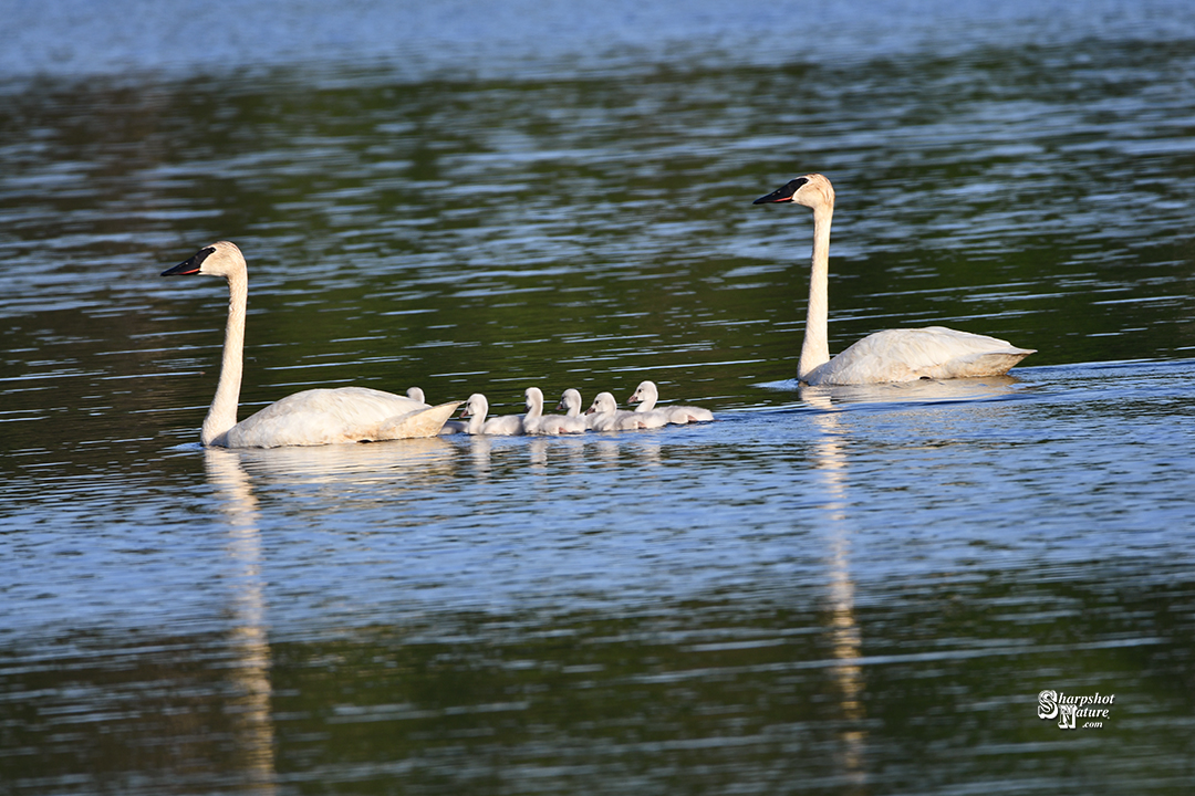 Trumpeter Swan