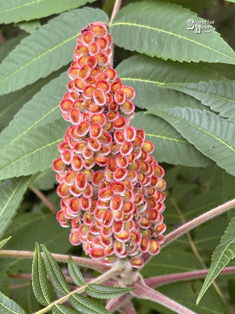 Staghorn Sumac