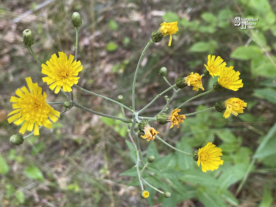 Hieracium Laevigatum