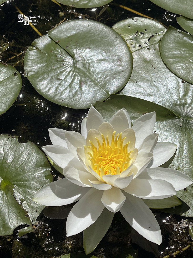 White Water Lily