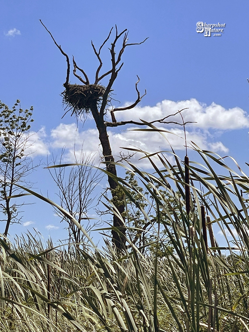 Bald Eagle Nest