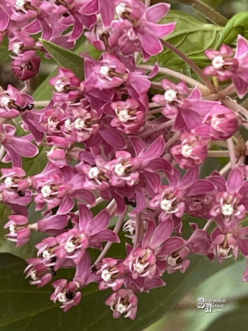 Swamp Milkweed