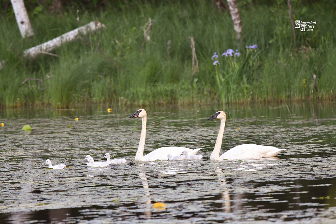 Trumpeter Swan