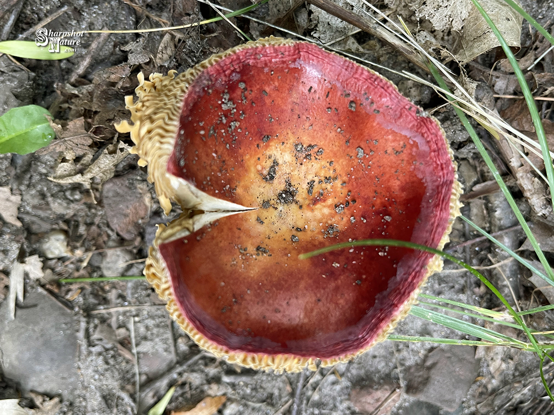 Fungus