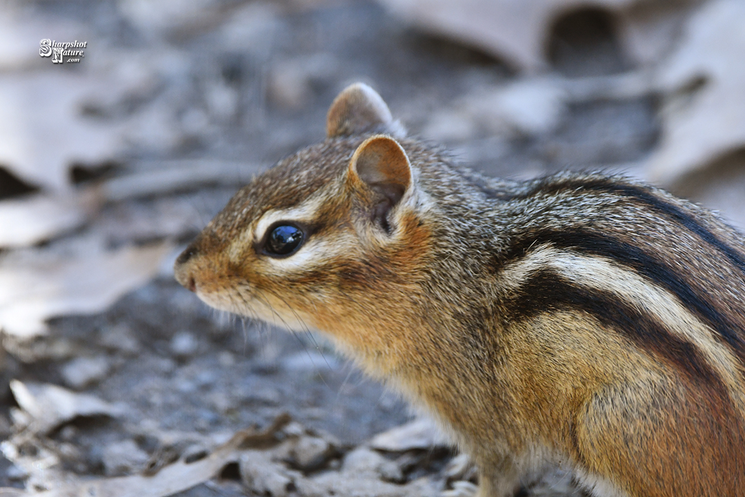 Chipmunk