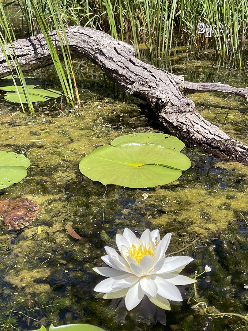 White Water Lily