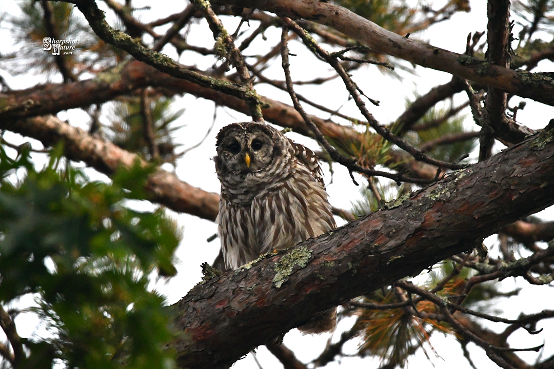 Barred Owl