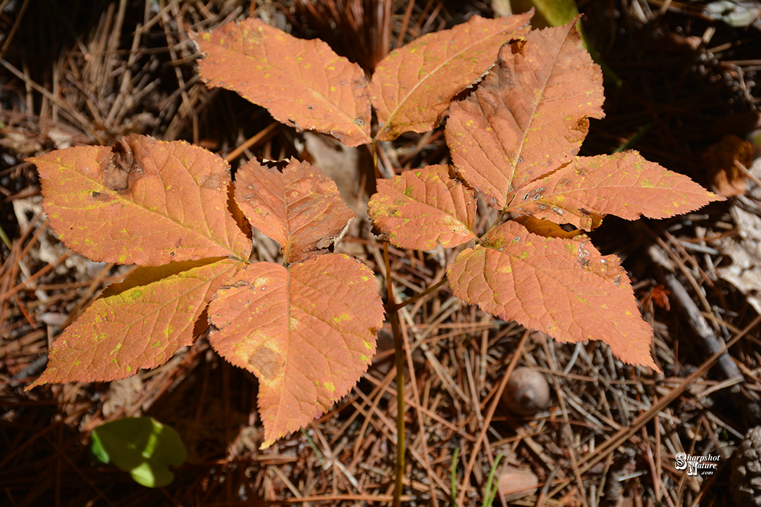 Poison Ivy