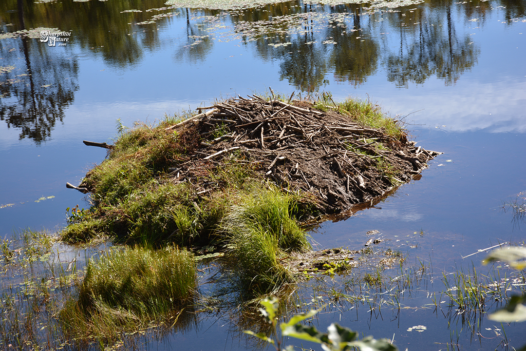 Beaver Hut