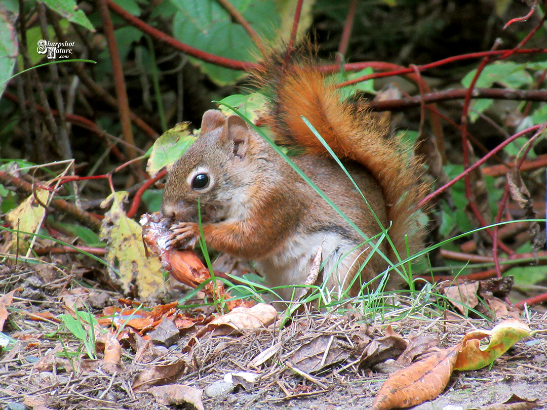 Red Squirrel