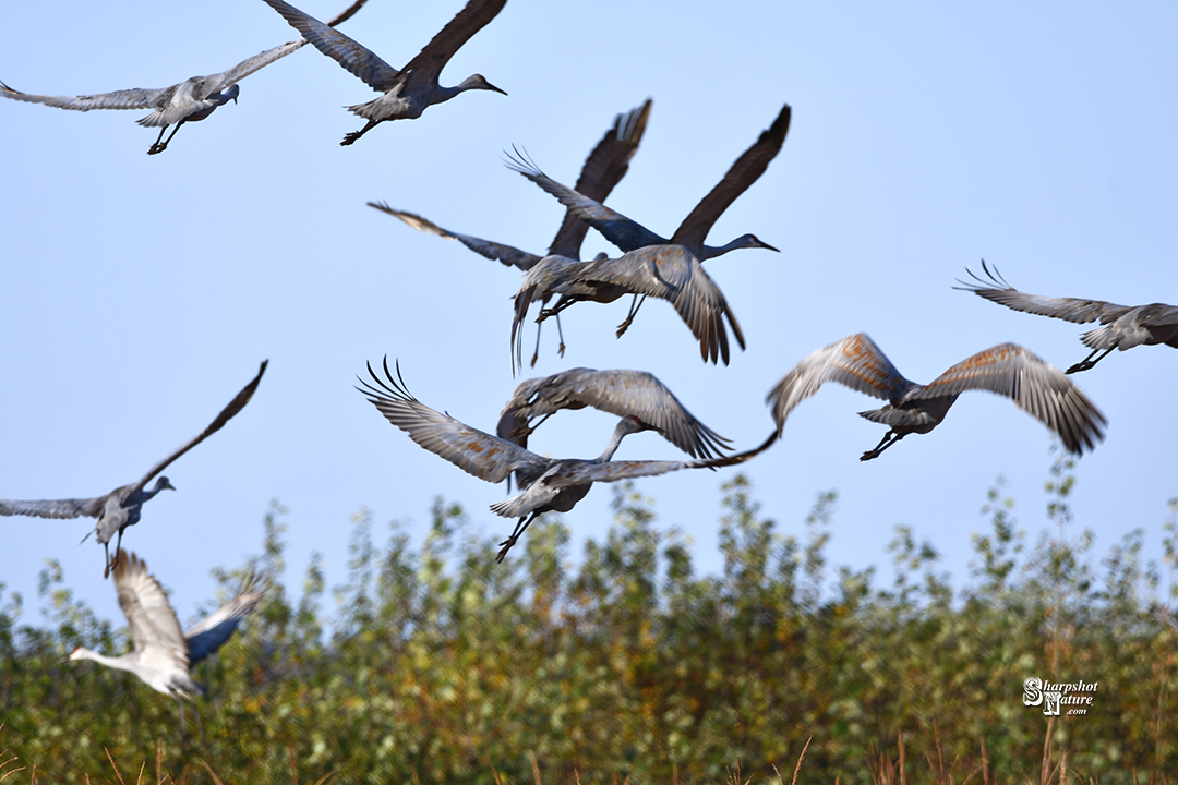 Sandhill Crane