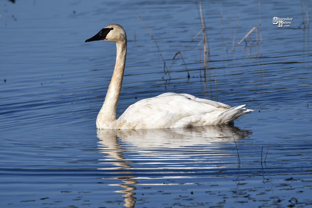 Trumpeter Swan