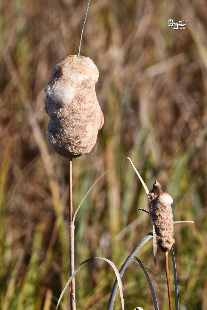 Cattail