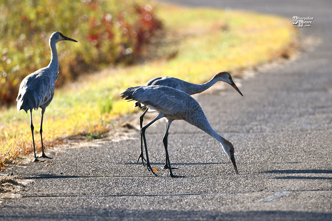 Sandhill Crane