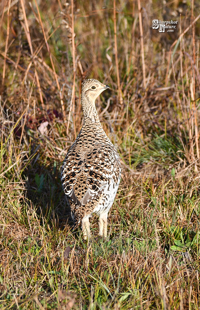 Grouse