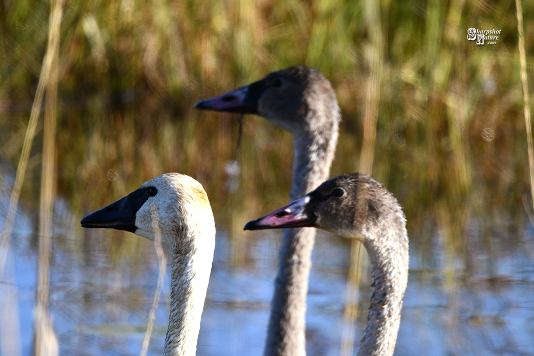 Trumpeter Swan