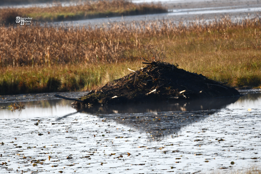 Beaver Hut