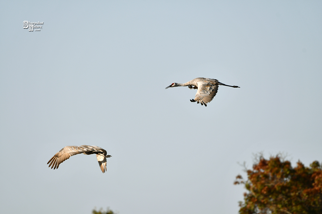 Sandhill Crane