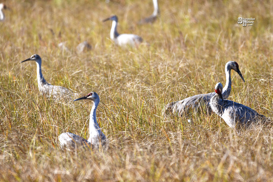 Sandhill Crane