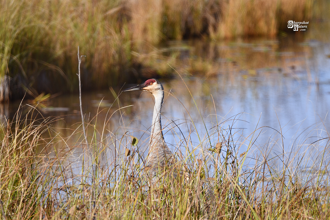 Sandhill Crane