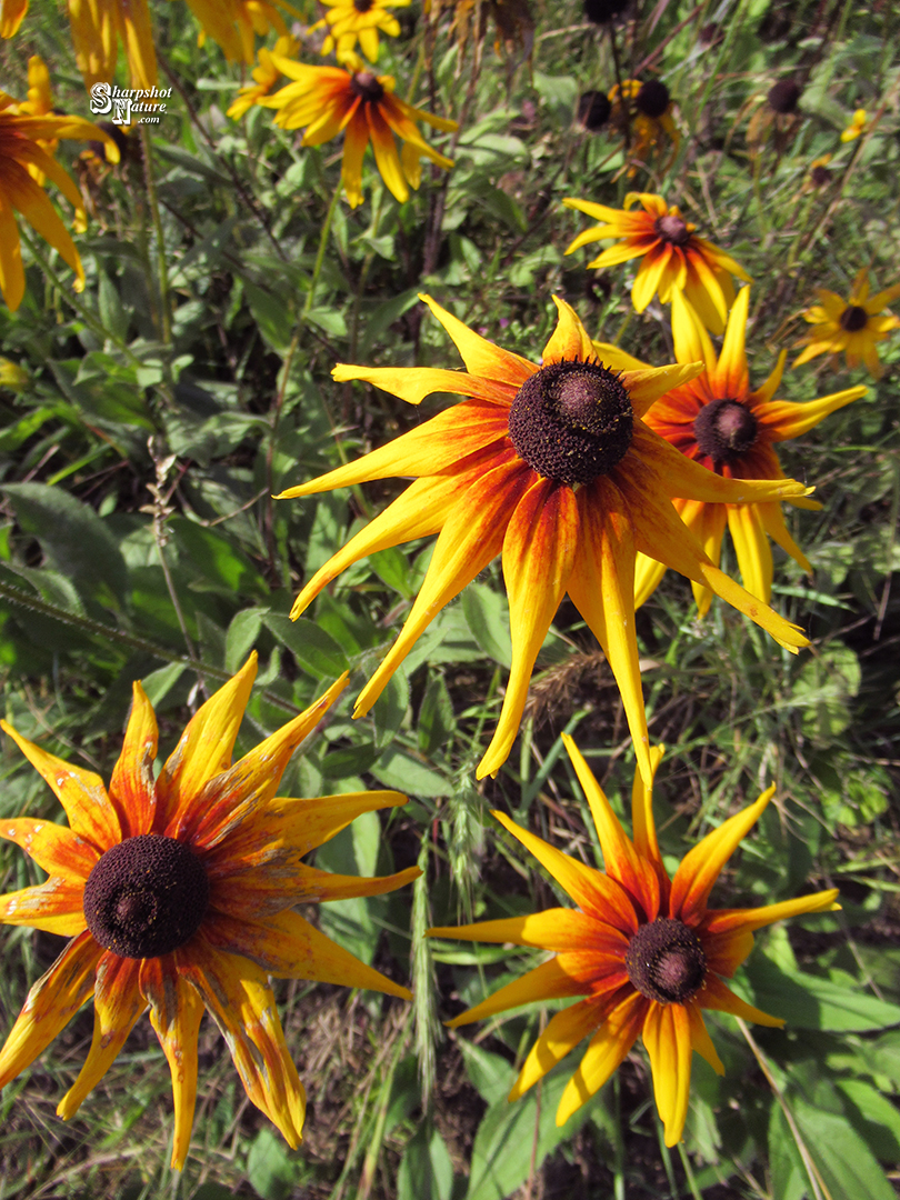 Black-eyed Susan