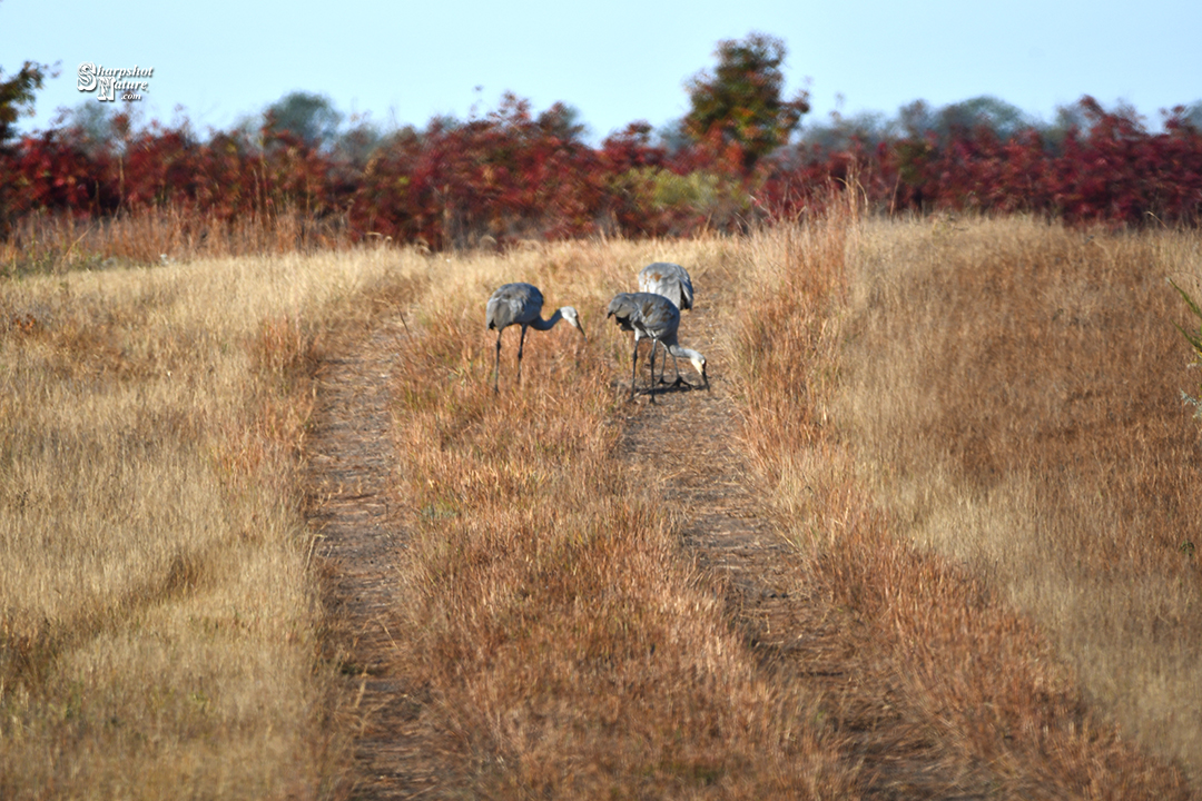 Sandhill Crane