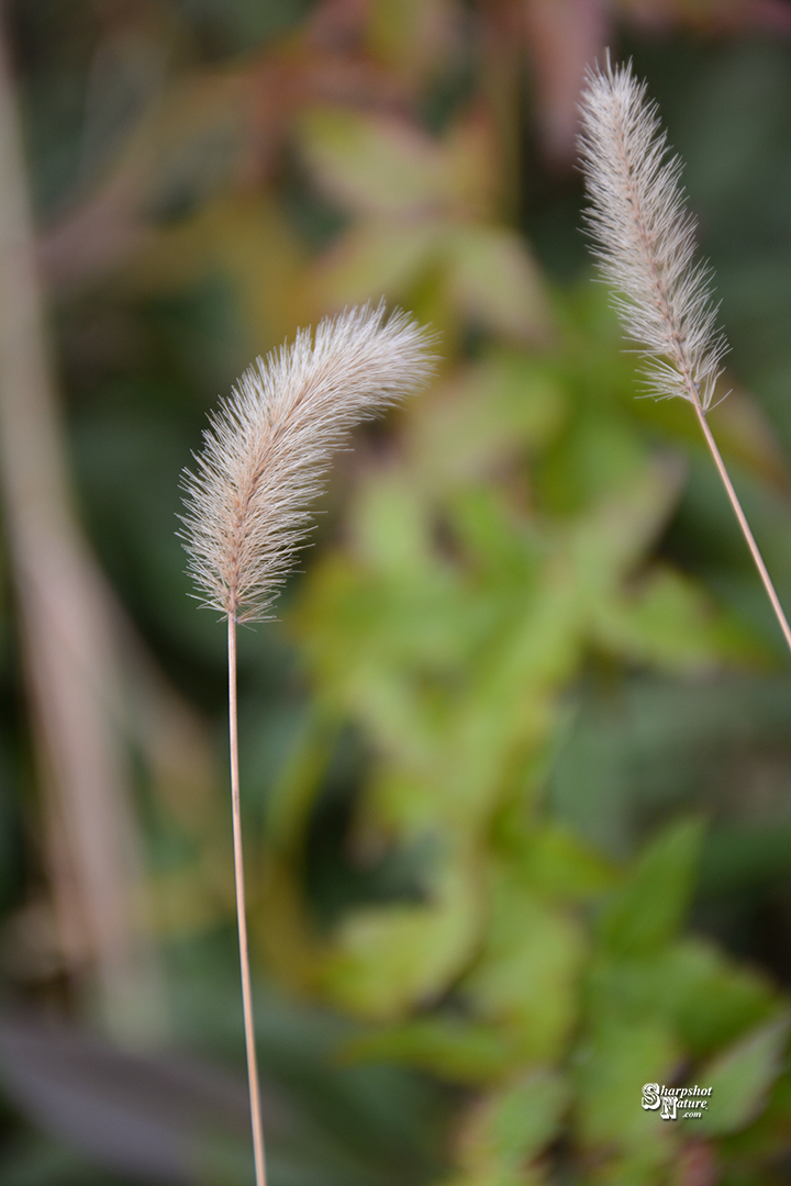 Foxtail Grass